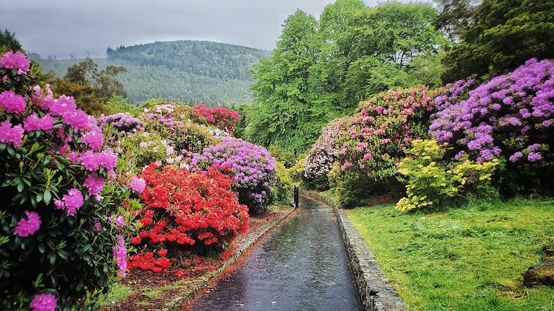 The Azalea walk - IguanaGoGo